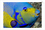 Queen angelfish (Holacanthus ciliaris) by Anonymous