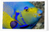 Queen angelfish (Holacanthus ciliaris) by Anonymous