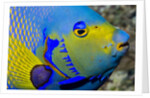Queen angelfish (Holacanthus ciliaris) by Anonymous