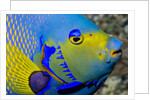 Queen angelfish (Holacanthus ciliaris) by Anonymous