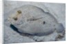 Peacock flounder (Bothus mancus) by Anonymous