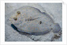 Peacock flounder (Bothus mancus) by Anonymous