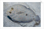 Peacock flounder (Bothus mancus) by Anonymous