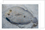 Peacock flounder (Bothus mancus) by Anonymous