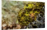 Longlure frogfish (Antennarius multiocellatus) by Anonymous