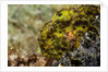 Longlure frogfish (Antennarius multiocellatus) by Anonymous