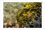 Longlure frogfish (Antennarius multiocellatus) by Anonymous