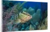 Nassau Grouper (Epinephelus striatus) by Anonymous