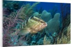 Nassau Grouper (Epinephelus striatus) by Anonymous