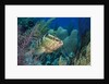 Nassau Grouper (Epinephelus striatus) by Anonymous