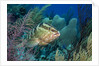 Nassau Grouper (Epinephelus striatus) by Anonymous
