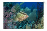 Nassau Grouper (Epinephelus striatus) by Anonymous