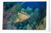 Nassau Grouper (Epinephelus striatus) by Anonymous