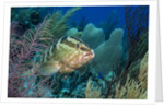Nassau Grouper (Epinephelus striatus) by Anonymous