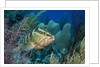 Nassau Grouper (Epinephelus striatus) by Anonymous