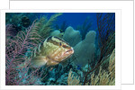 Nassau Grouper (Epinephelus striatus) by Anonymous