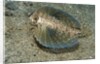 Flying gurnard (Dactylopterus volitans) by Anonymous