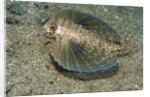 Flying gurnard (Dactylopterus volitans) by Anonymous