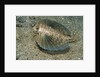 Flying gurnard (Dactylopterus volitans) by Anonymous