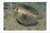 Flying gurnard (Dactylopterus volitans) by Anonymous