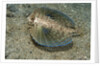 Flying gurnard (Dactylopterus volitans) by Anonymous