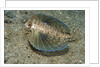 Flying gurnard (Dactylopterus volitans) by Anonymous