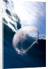 Moon jellyfish (Aurelia aurita). by Anonymous