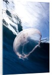 Moon jellyfish (Aurelia aurita). by Anonymous
