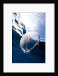 Moon jellyfish (Aurelia aurita). by Anonymous