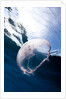 Moon jellyfish (Aurelia aurita). by Anonymous