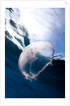 Moon jellyfish (Aurelia aurita). by Anonymous