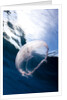 Moon jellyfish (Aurelia aurita). by Anonymous