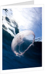 Moon jellyfish (Aurelia aurita). by Anonymous