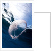 Moon jellyfish (Aurelia aurita). by Anonymous