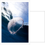 Moon jellyfish (Aurelia aurita). by Anonymous