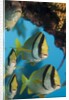 Porkfish (Anisotremus virginicus) by Anonymous