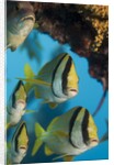 Porkfish (Anisotremus virginicus) by Anonymous