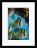 Porkfish (Anisotremus virginicus) by Anonymous