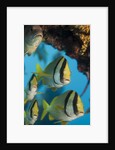 Porkfish (Anisotremus virginicus) by Anonymous