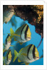 Porkfish (Anisotremus virginicus) by Anonymous