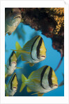 Porkfish (Anisotremus virginicus) by Anonymous
