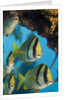 Porkfish (Anisotremus virginicus) by Anonymous