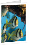 Porkfish (Anisotremus virginicus) by Anonymous