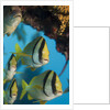 Porkfish (Anisotremus virginicus) by Anonymous