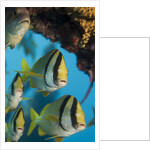 Porkfish (Anisotremus virginicus) by Anonymous