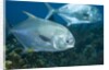 Permit (Trachinotus falcatus) by Anonymous