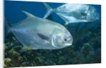 Permit (Trachinotus falcatus) by Anonymous