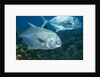Permit (Trachinotus falcatus) by Anonymous