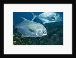 Permit (Trachinotus falcatus) by Anonymous