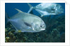 Permit (Trachinotus falcatus) by Anonymous